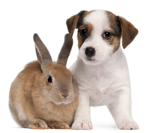 Pet rabbit and puppy